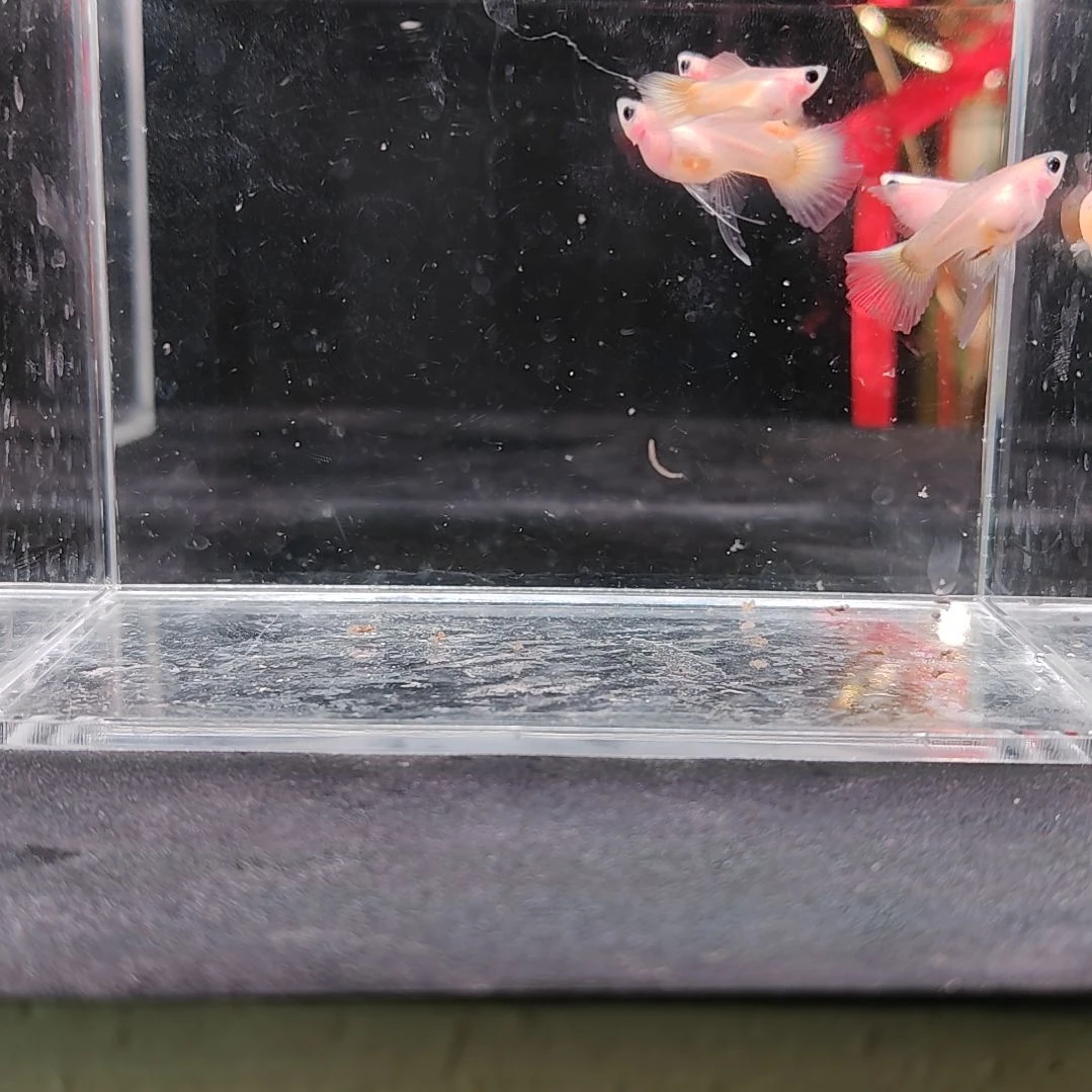 孔雀鱼编号49黄金玻璃猫C