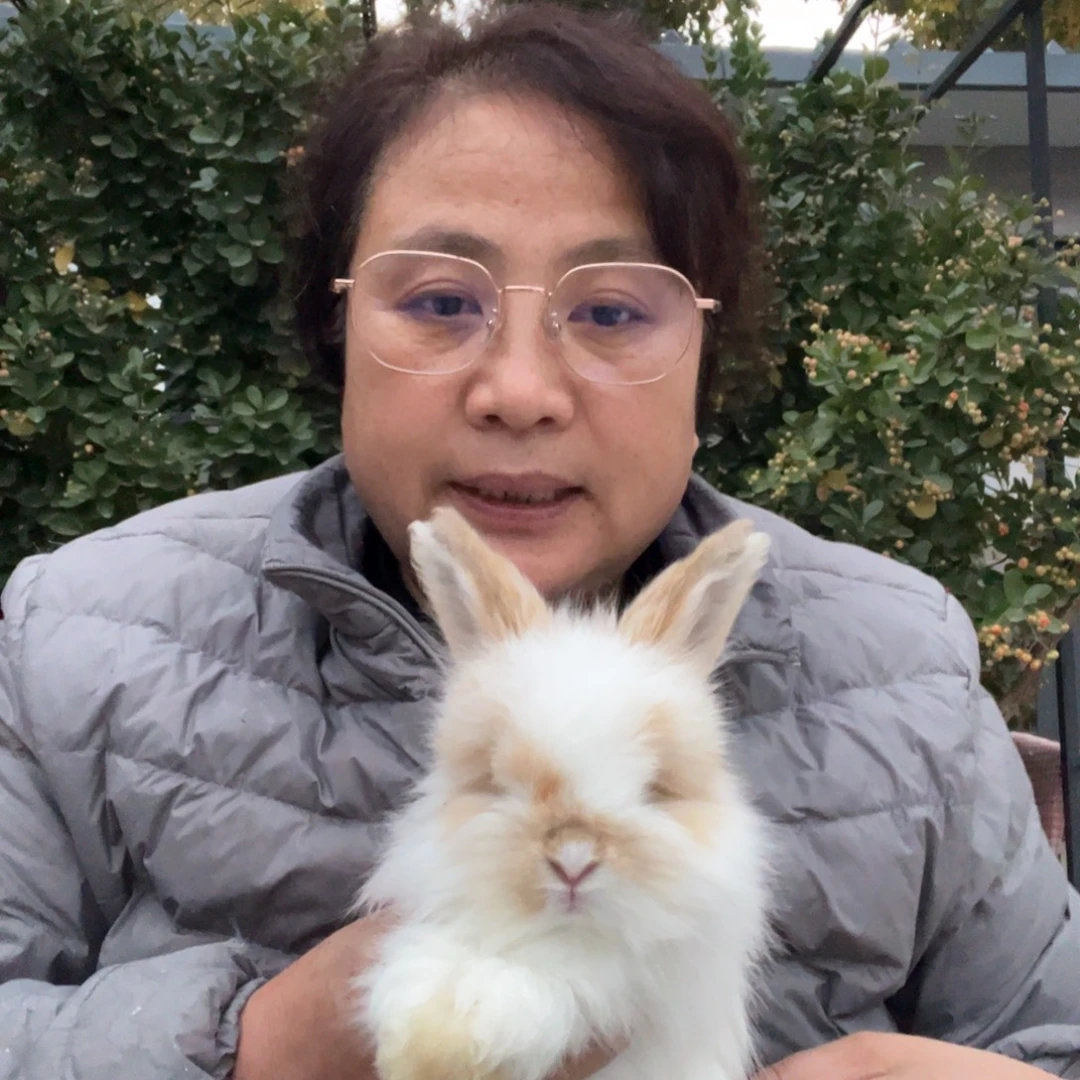 双血统英系安拉兔子