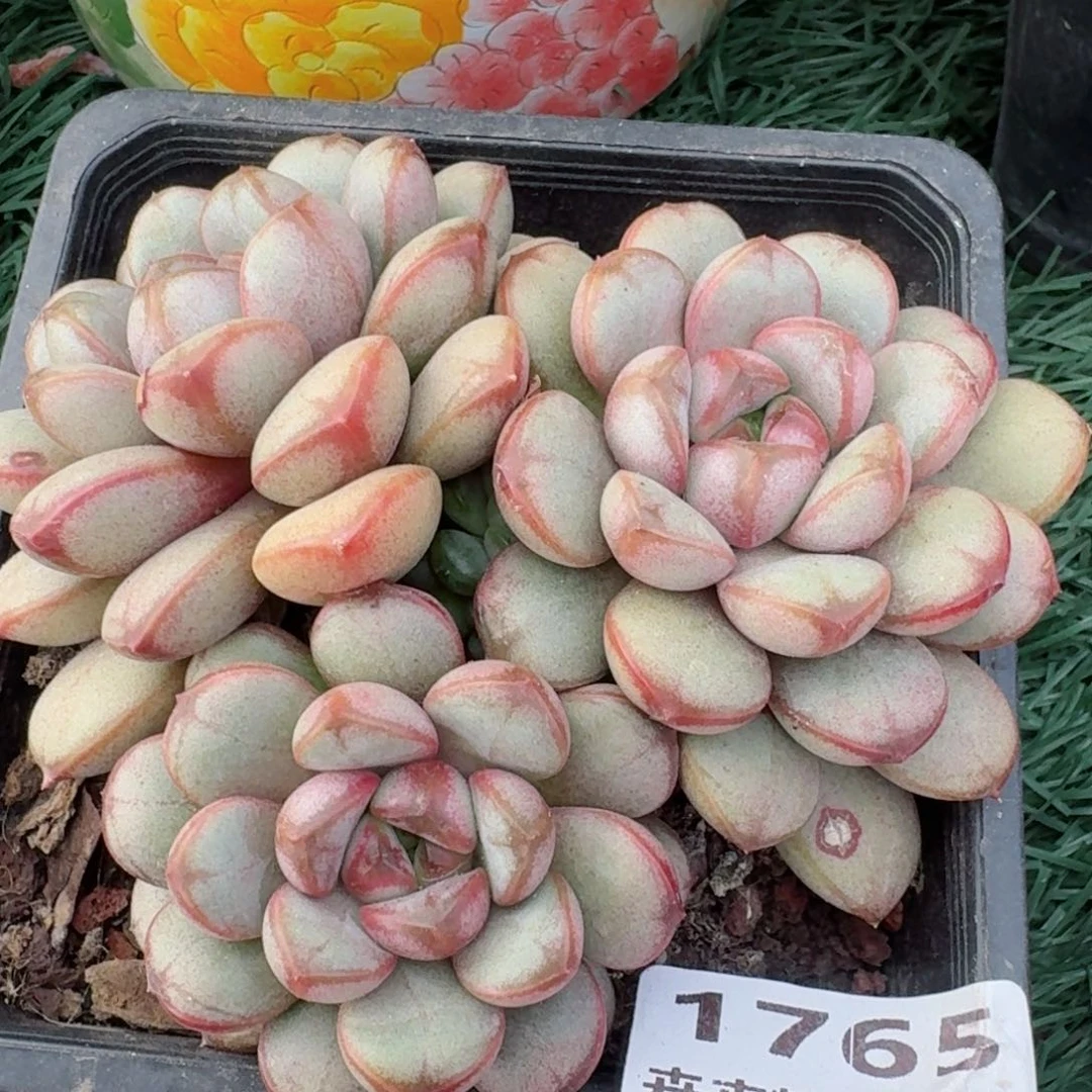 1765 卉卉精品多肉 非偏远地区满28元包邮