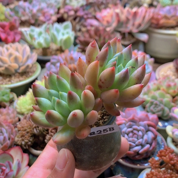 一物一拍含盆土满38包邮B258