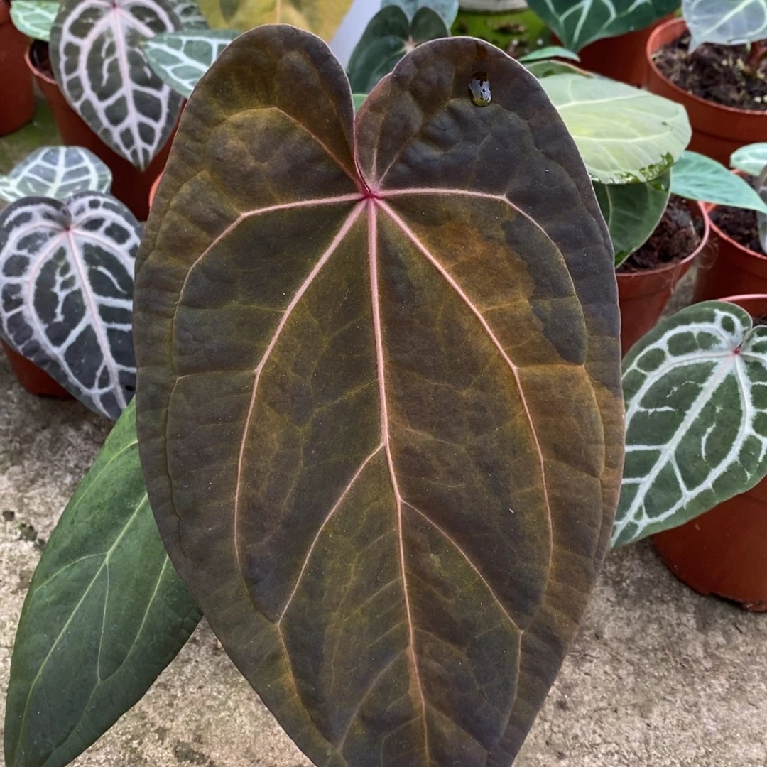 无花朵黑凤凰x黑桃单叶锦