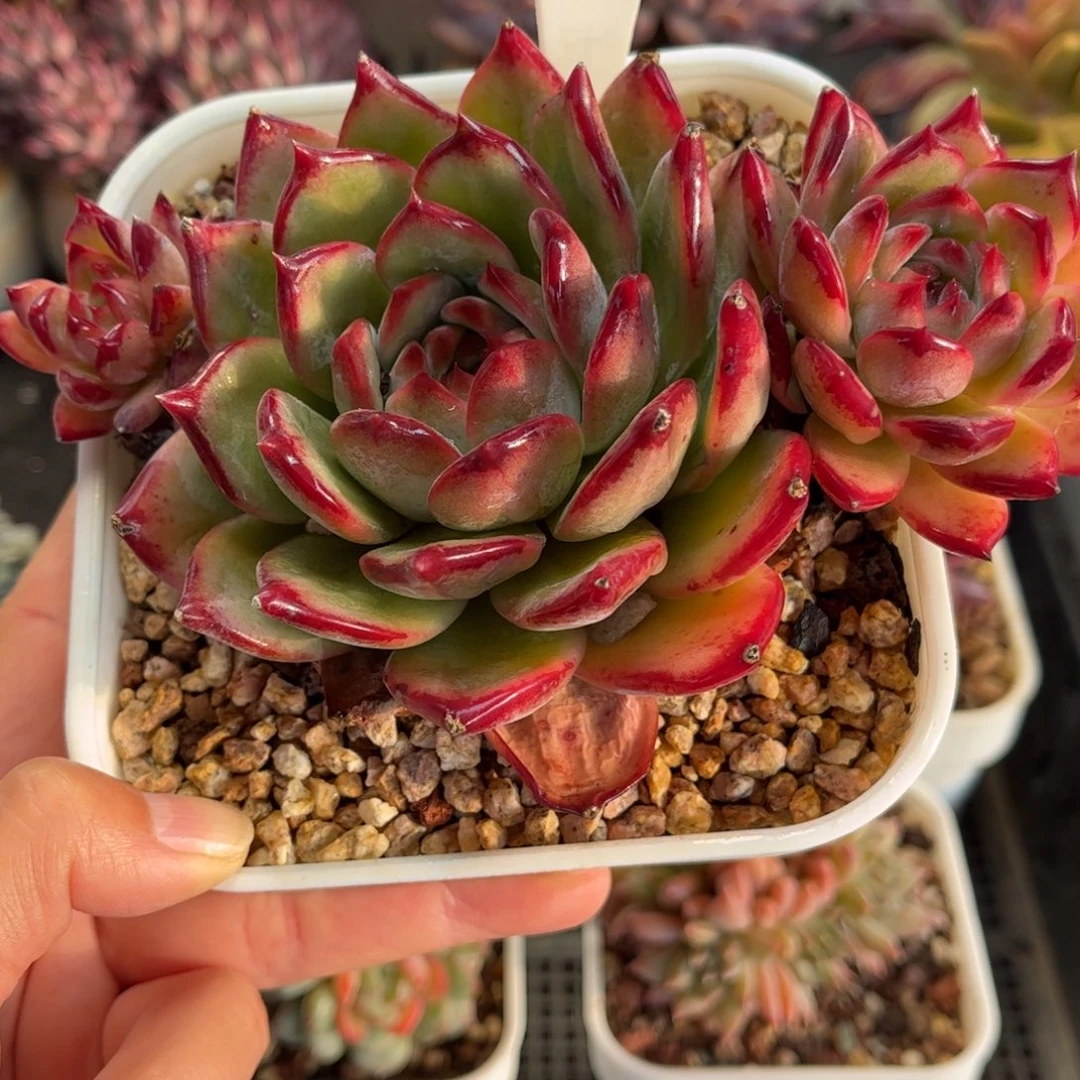 1392 天冷必拍保温箱