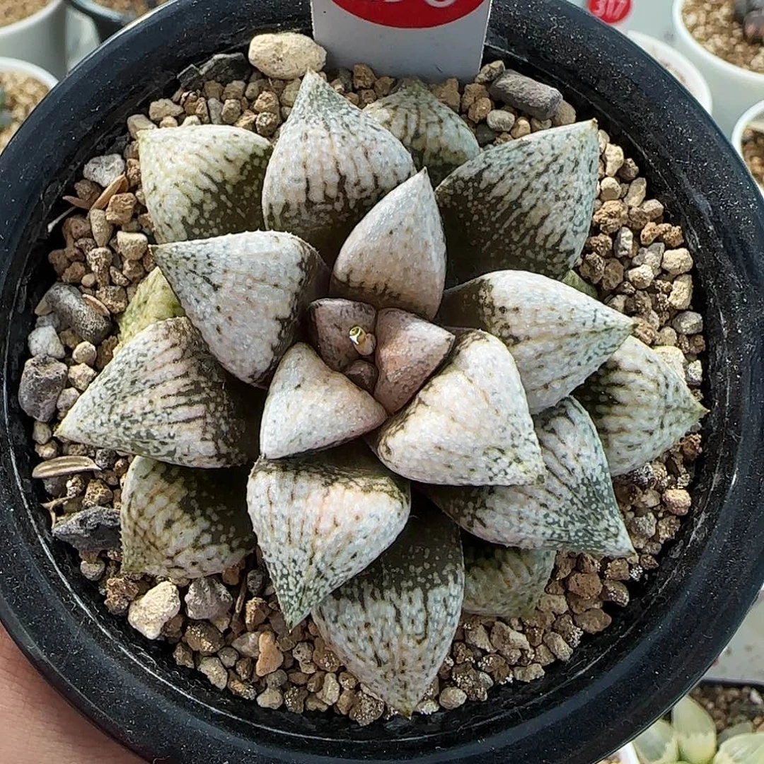 296号实生优选白银一物一拍带盆土