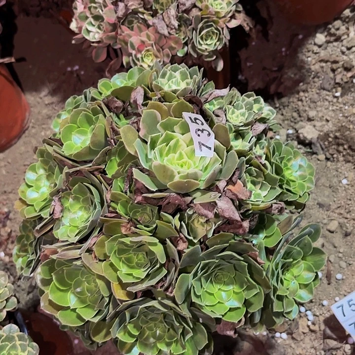 735男神多肉植物不售后