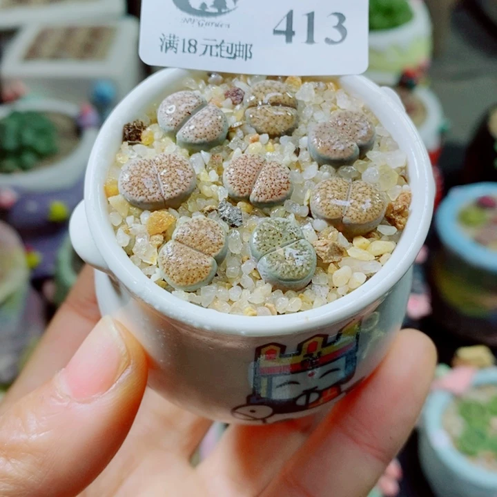 生石花花花花花花花413