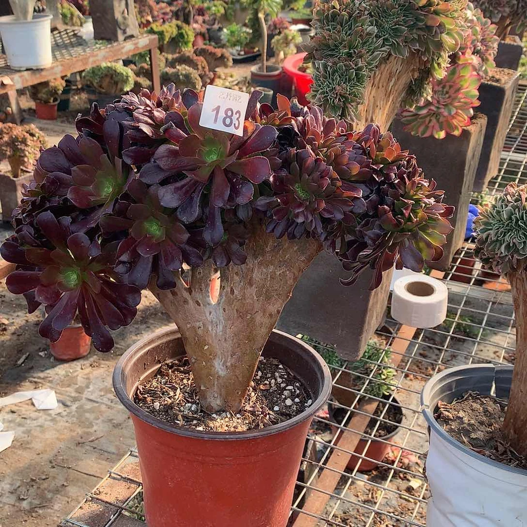 183欧紫缀化缀化