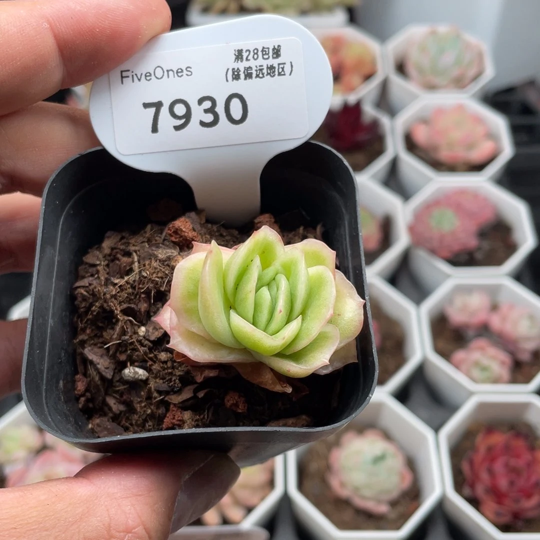 7930冰玫瑰3.5厘米