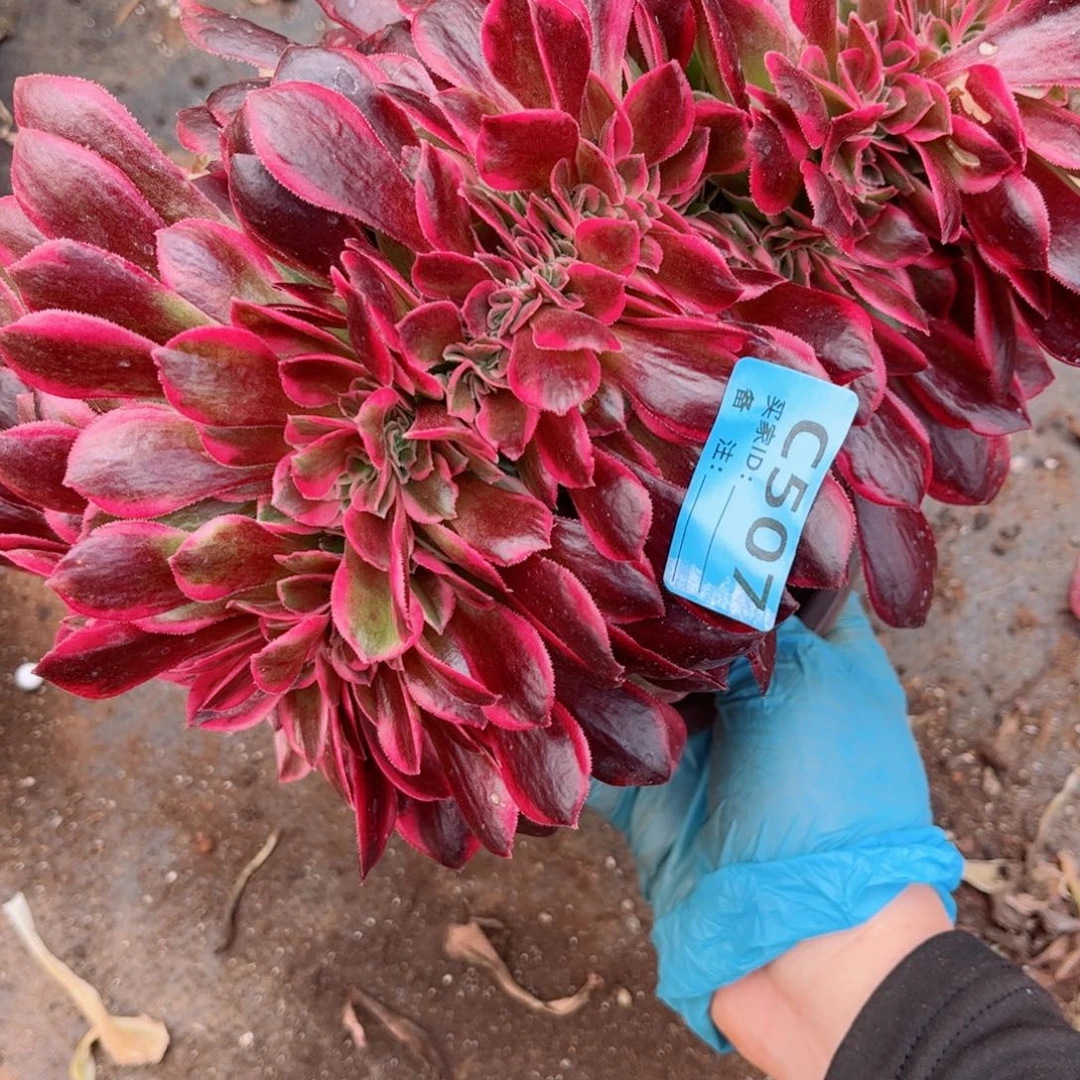 多肉植物507女郎