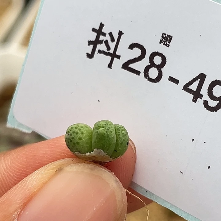 28-49草莓斑马苗多肉植物