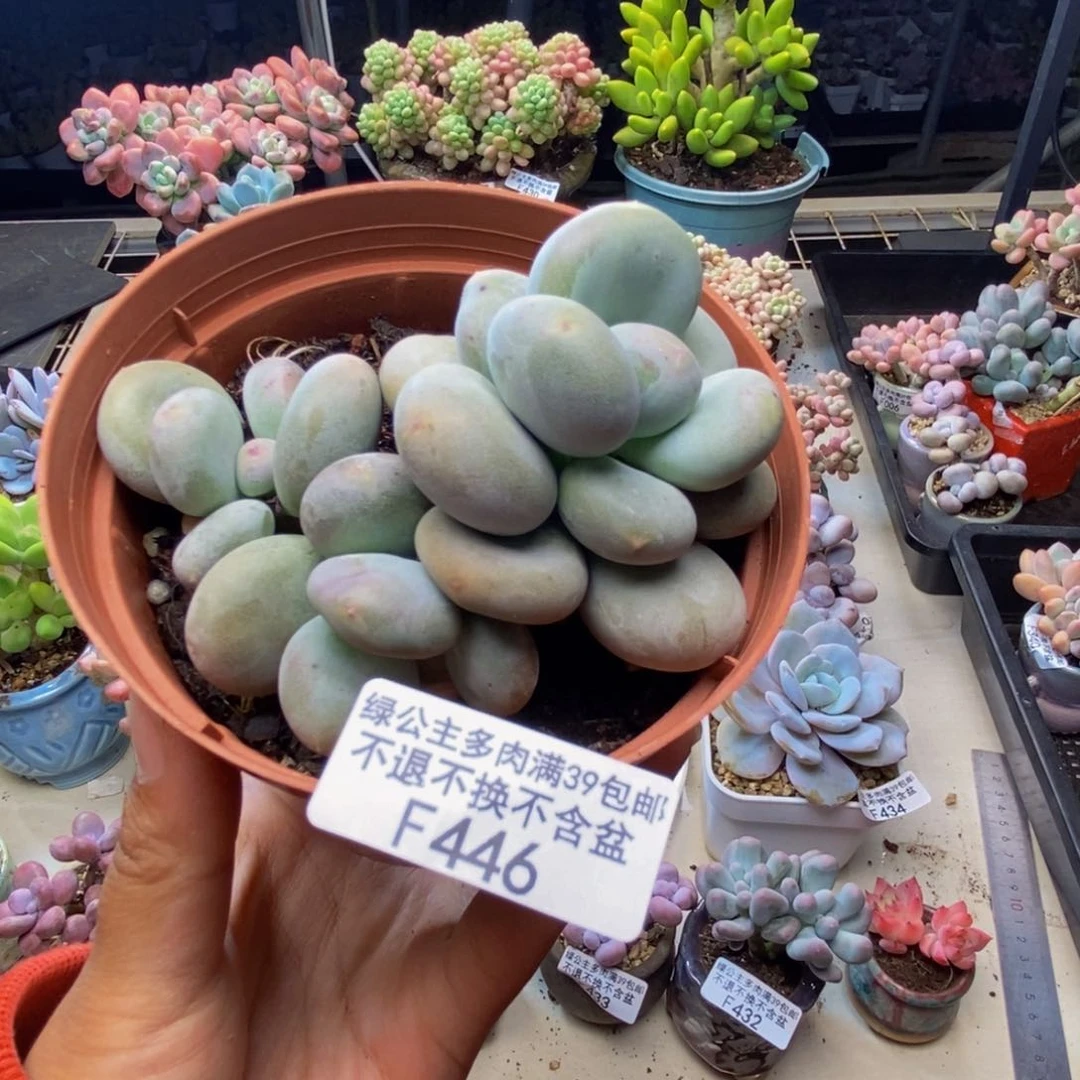 446大叶奶多肉8c m