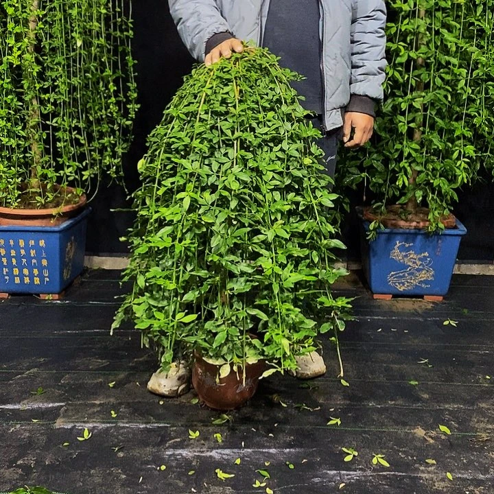 探春花，一物一拍，