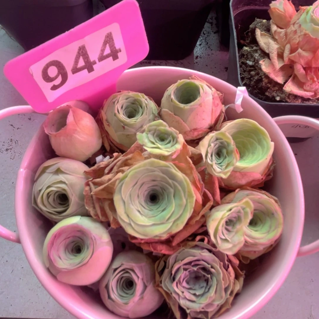 944山地玫瑰一物一拍