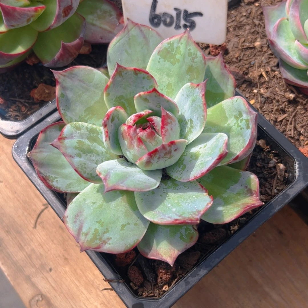 石****水惊鸿仙子一物一拍6015号