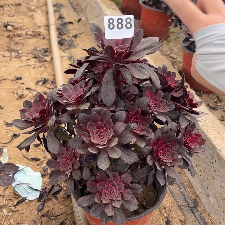 香奈儿888不包断枝