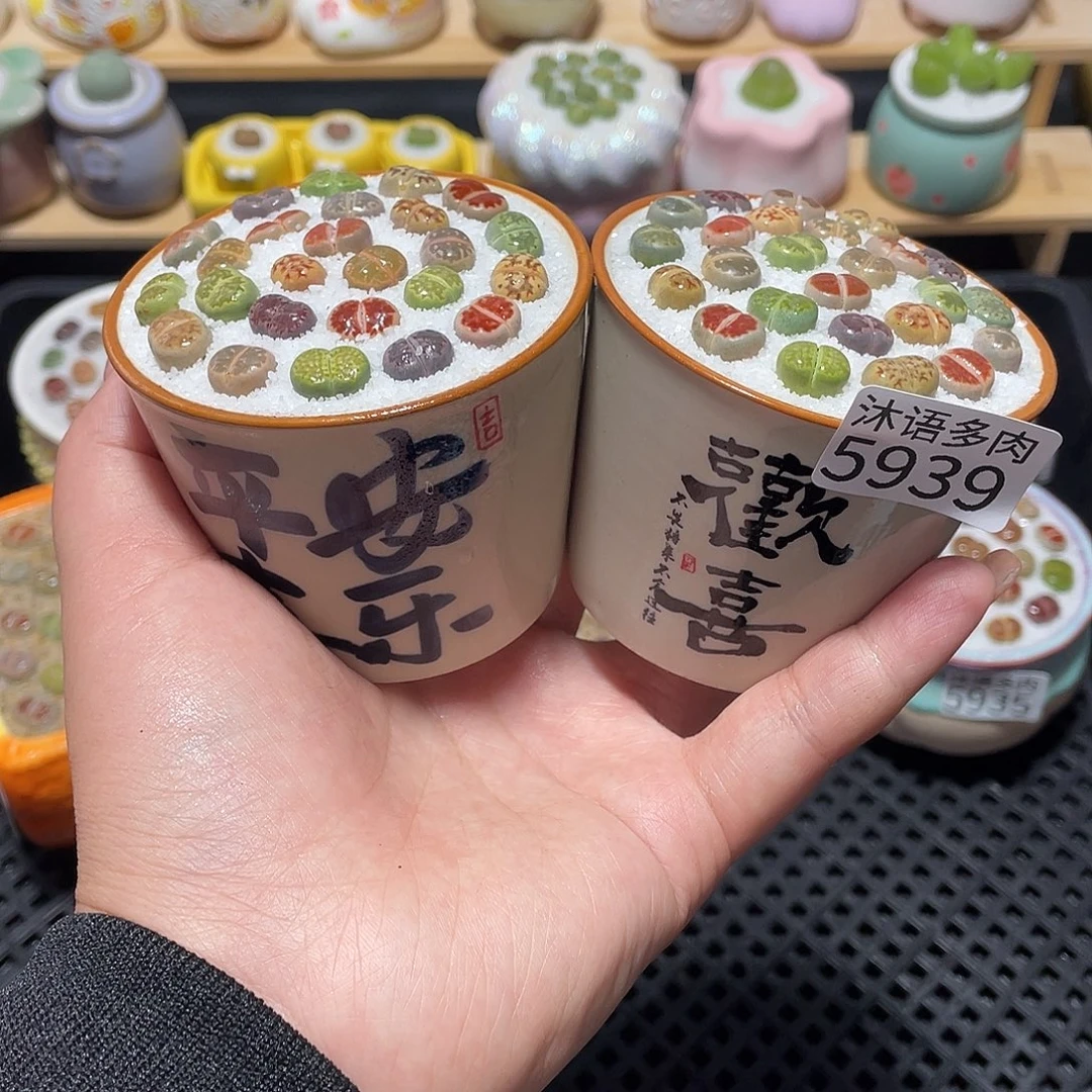带盆土植物 一物一拍5939