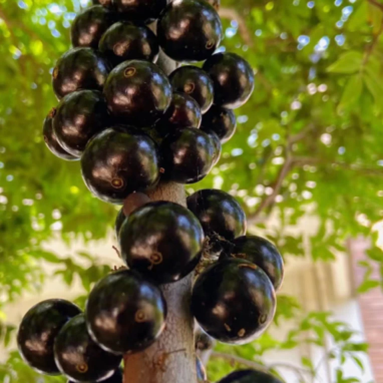 广西嘉宝果树苗沙巴艾斯卡红妃树葡萄南北方种植盆地栽