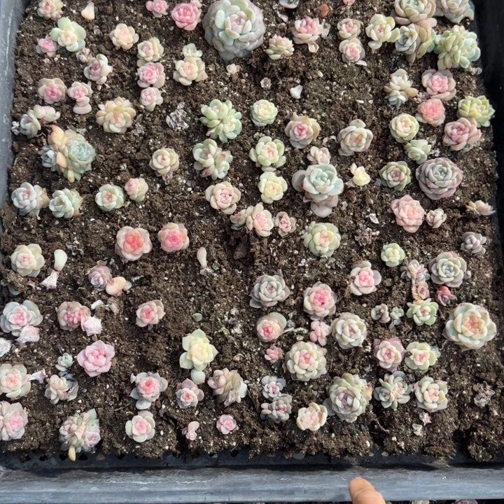 81号王者系列多肉一框