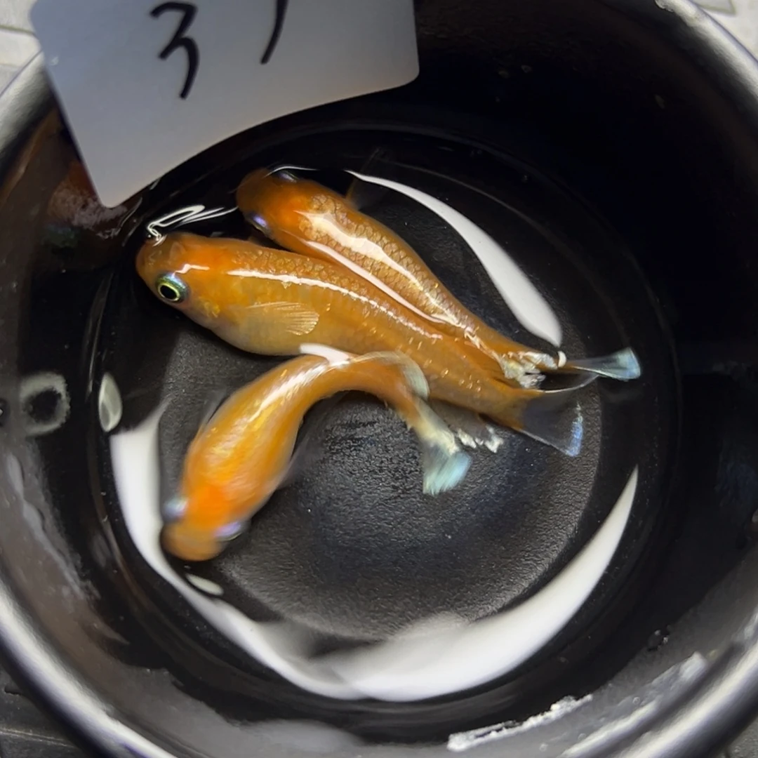 青鳉鱼37。