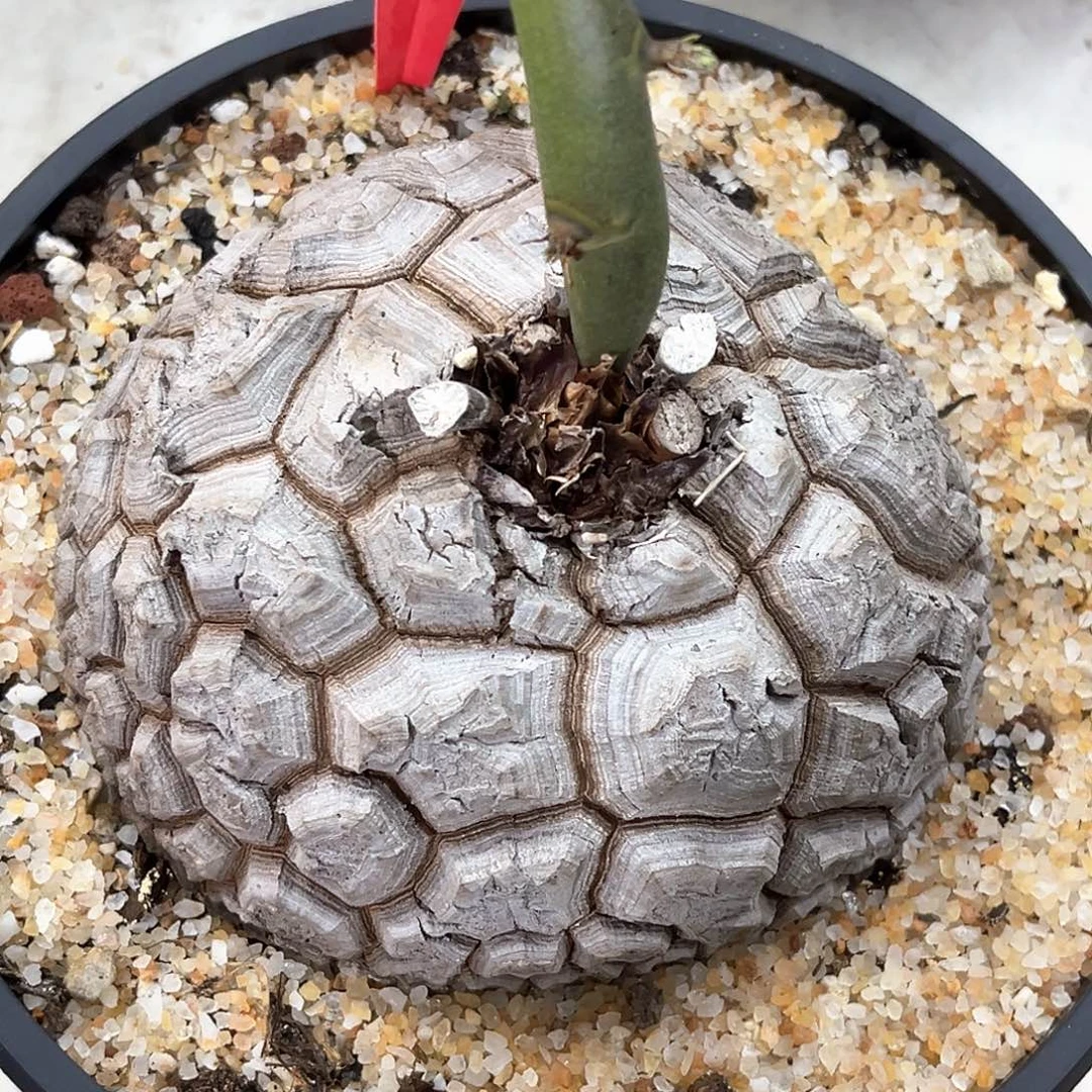 潮流植物白皮大甲南非龟，D93