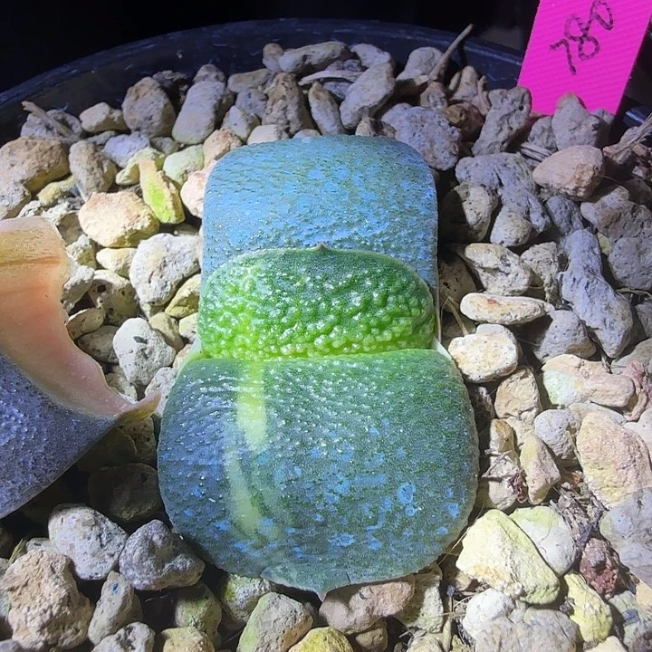 特凸釉卧牛锦亚成株实生