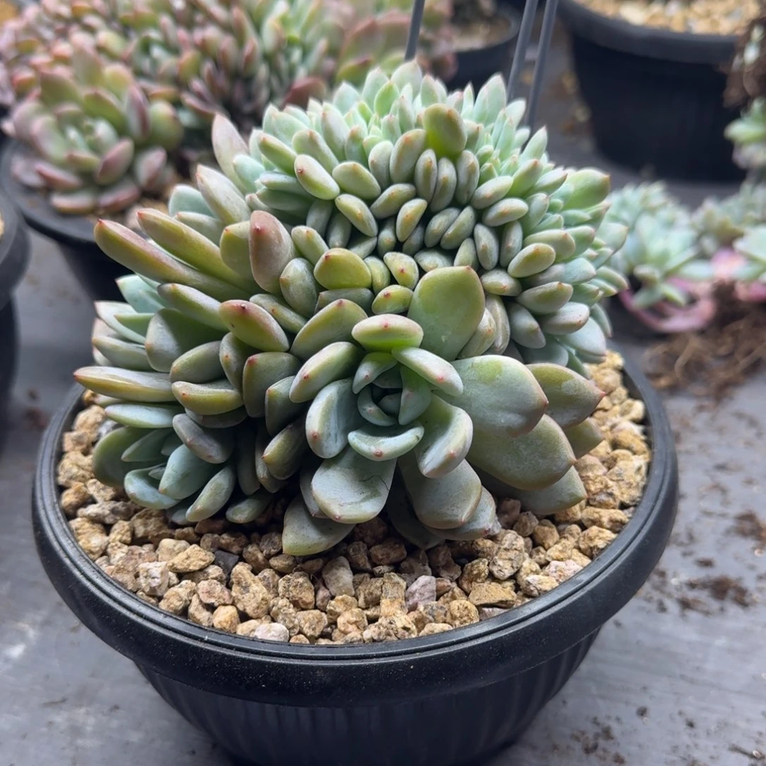 星影树缀无砍多肉