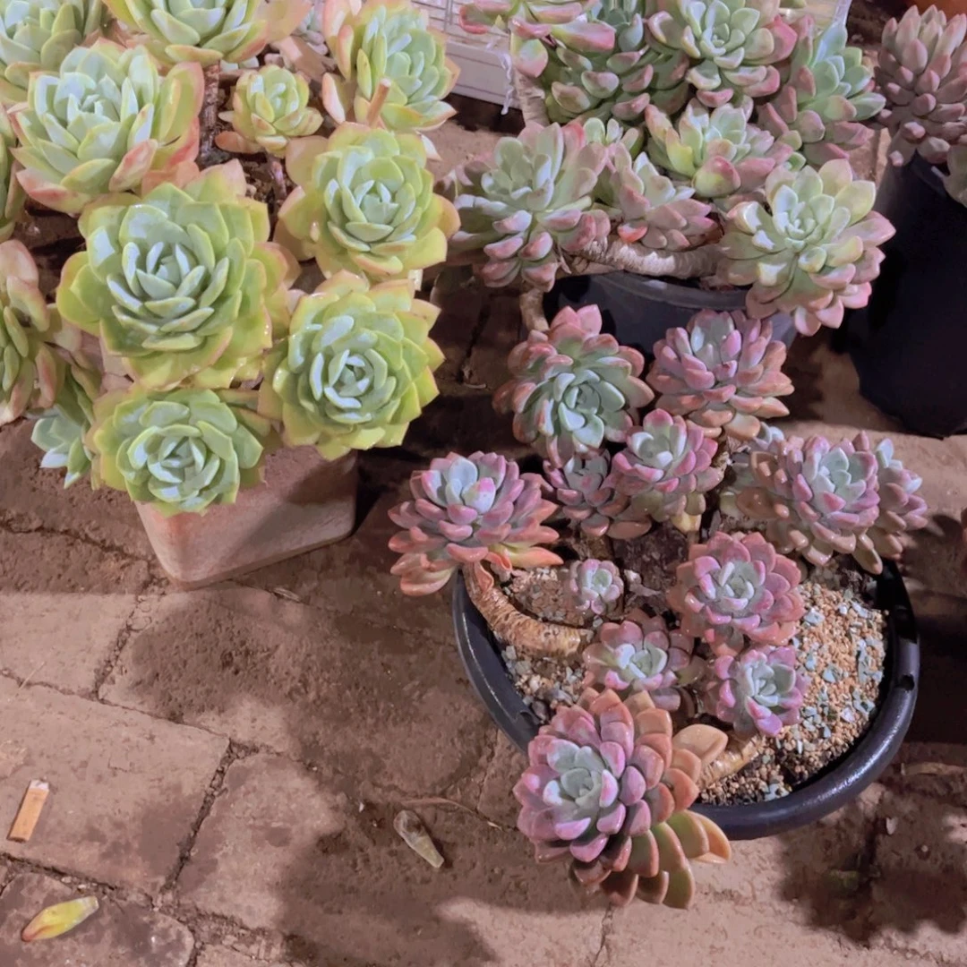 林***D多肉植物保护研究所所长