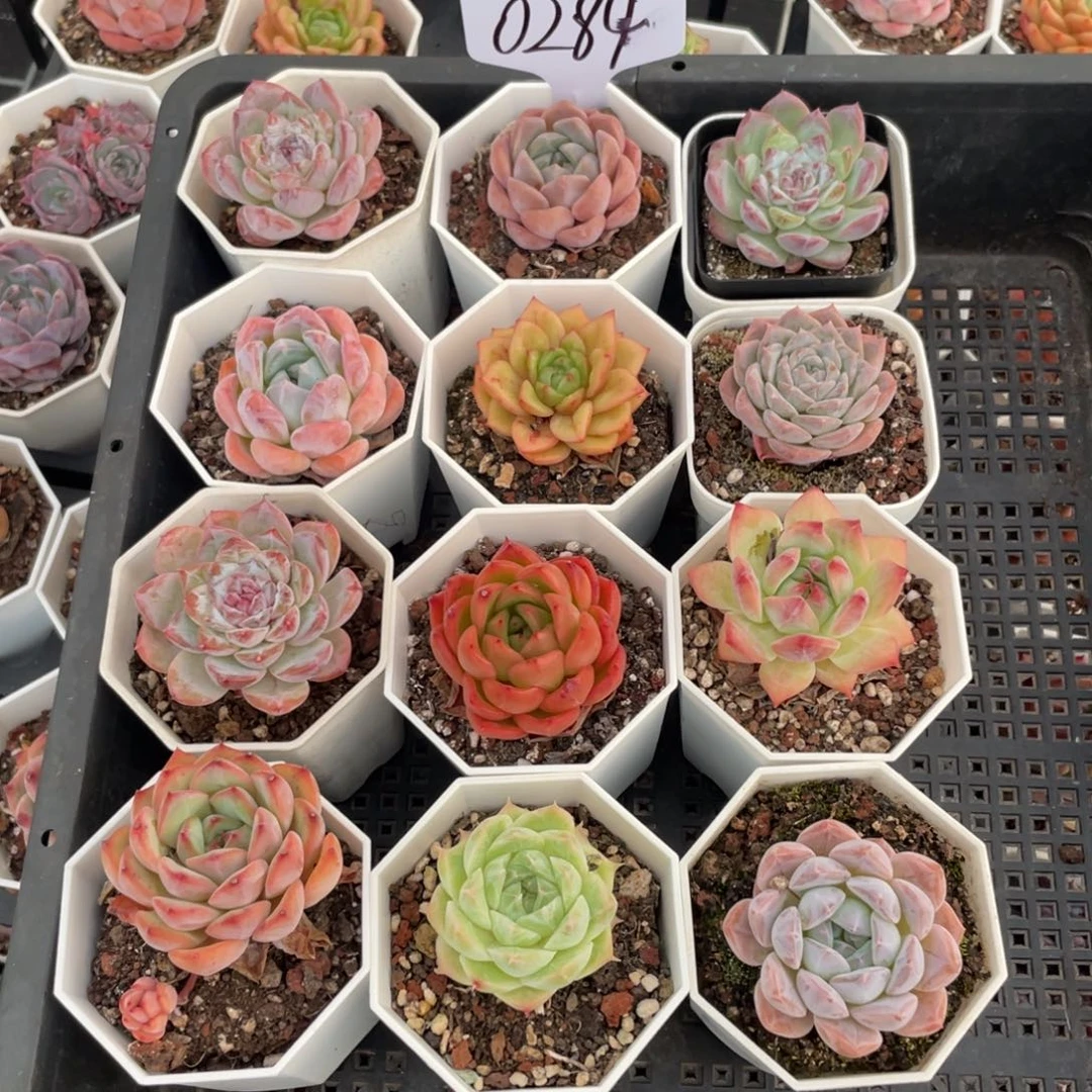 不包整散 盆子不售后0284