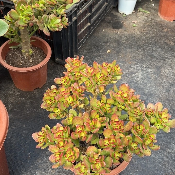 5659摇钱树带盆发