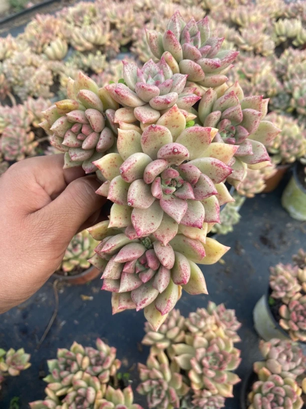 小老桩璀璨多肉植物 满9.9包邮