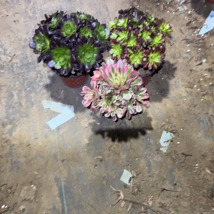 一单包邮不包侧枝32