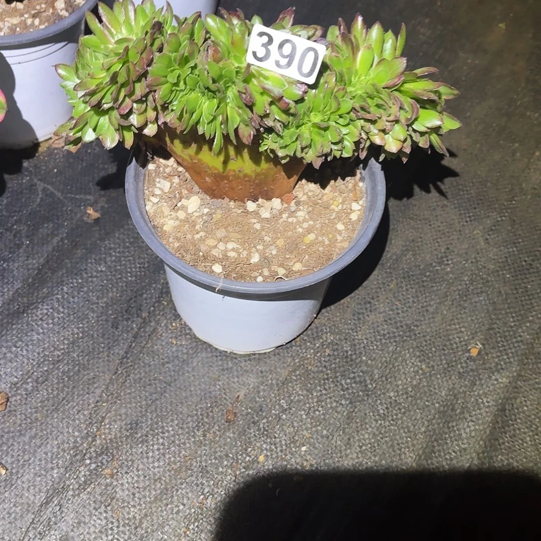 飘***雨390多肉植物植物植物发