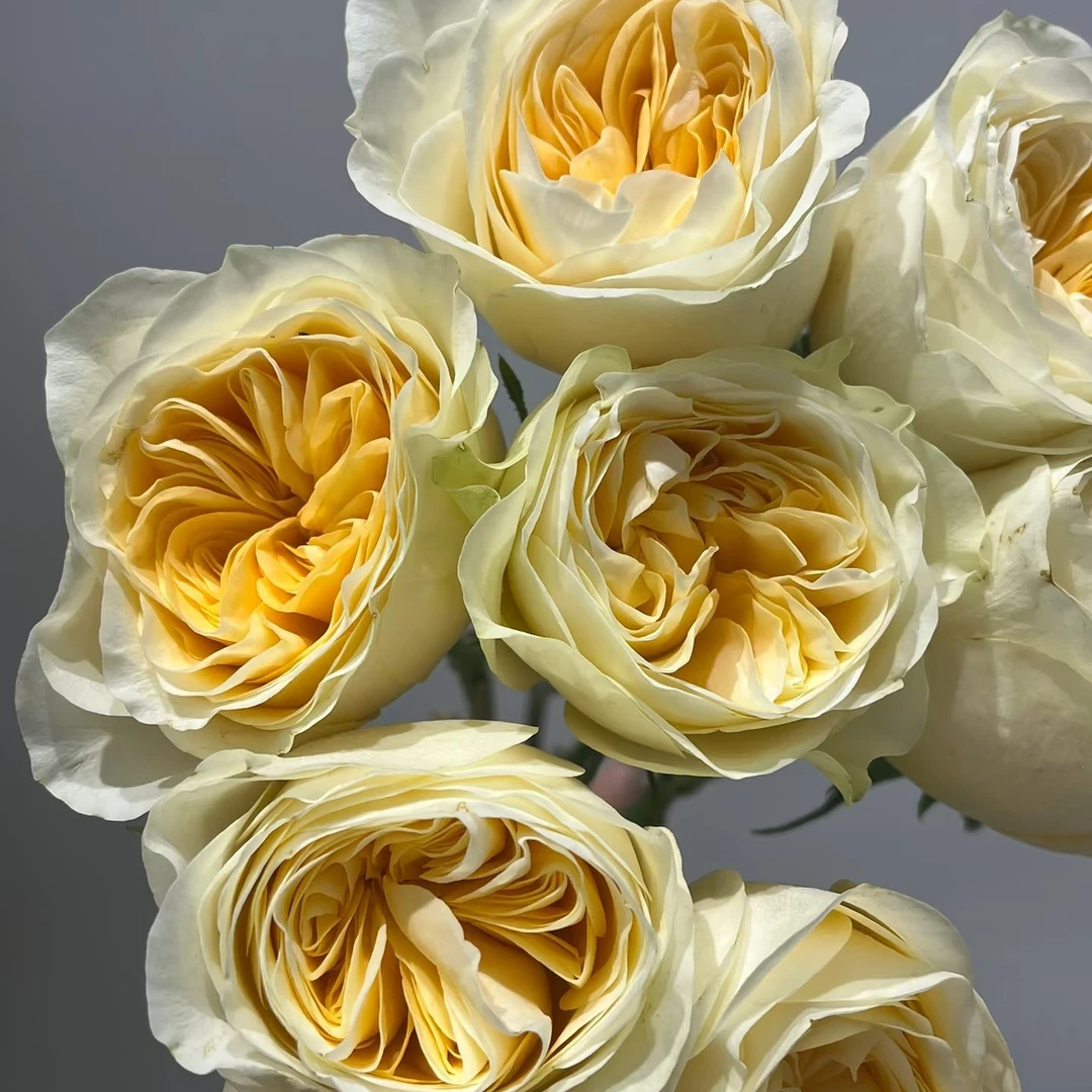 奶油杯20枝一扎鲜切花