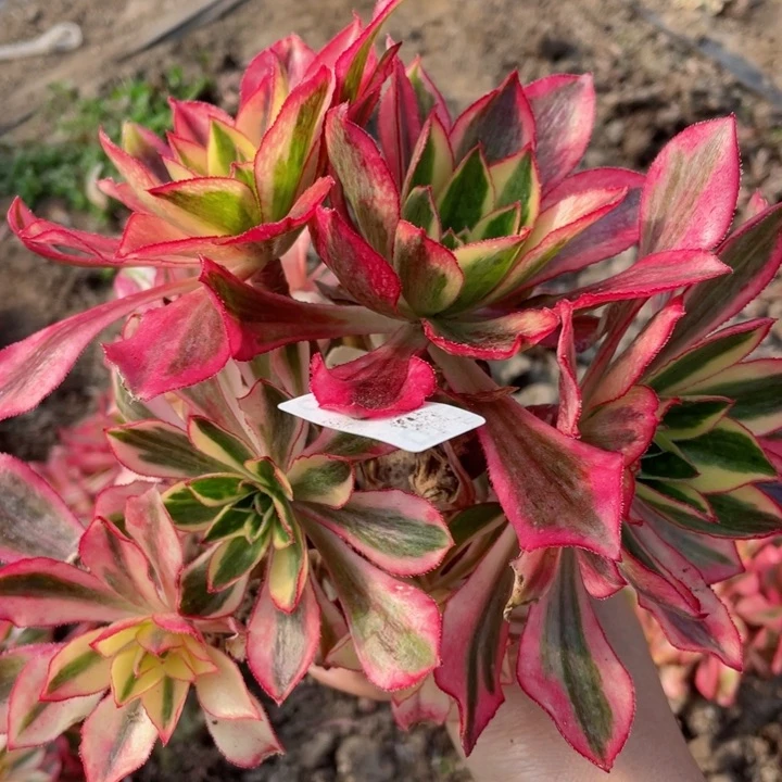 206魅影根少多肉12345678