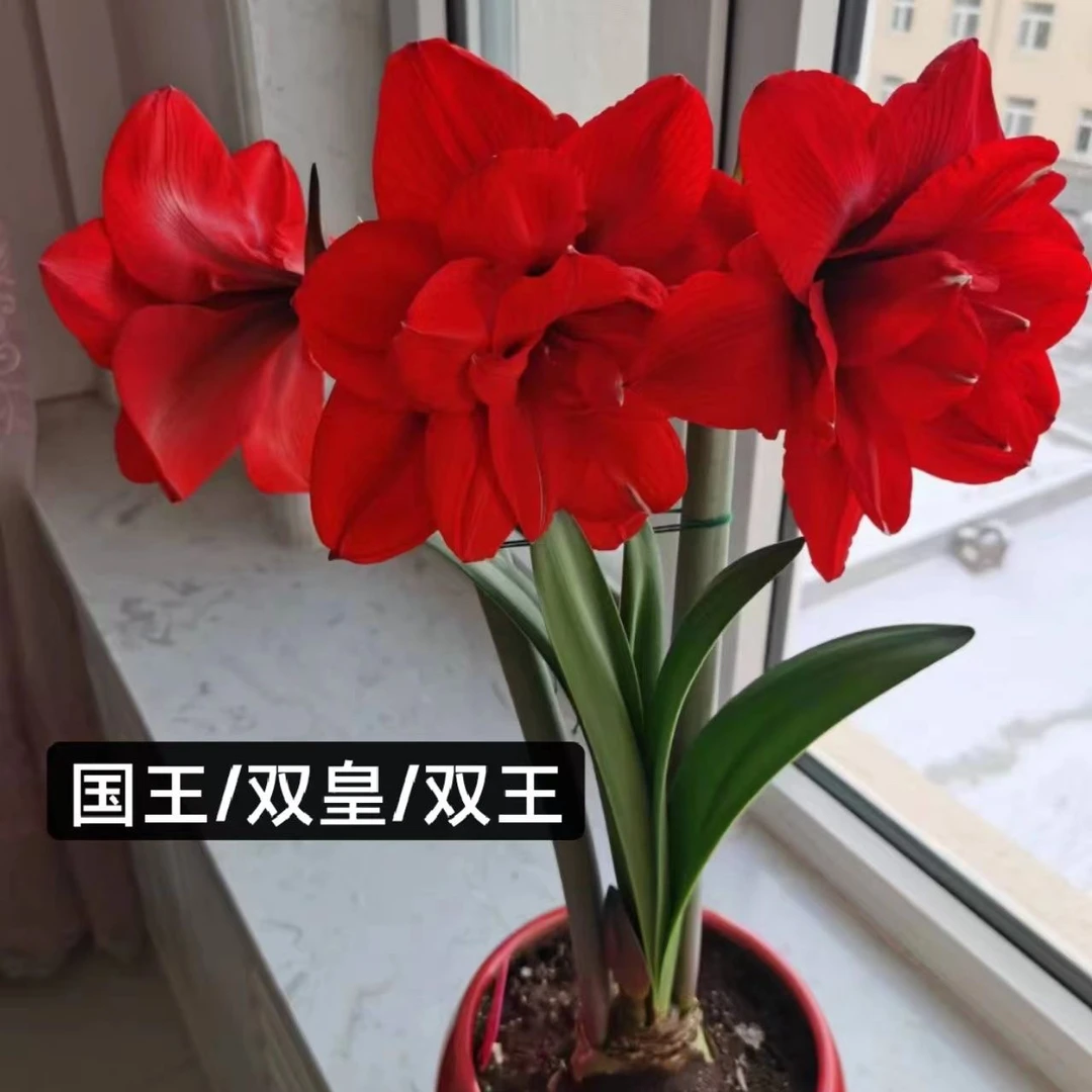 （双王）朱顶红种球6-8厘米