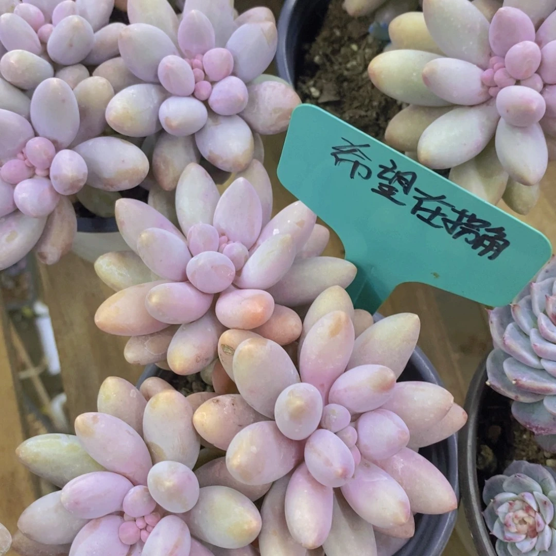 开心多肉，专场4开始了，5给1