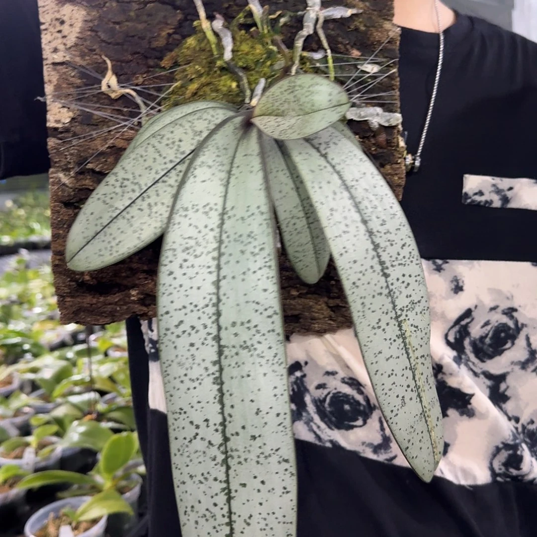 当前无花栽培后可以开花yss1155板植银叶西 叶瑕疵