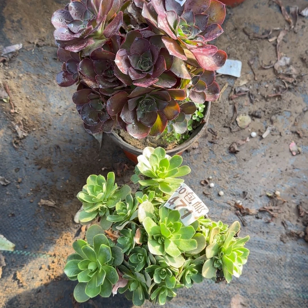 多肉696+471满20包邮断枝不包