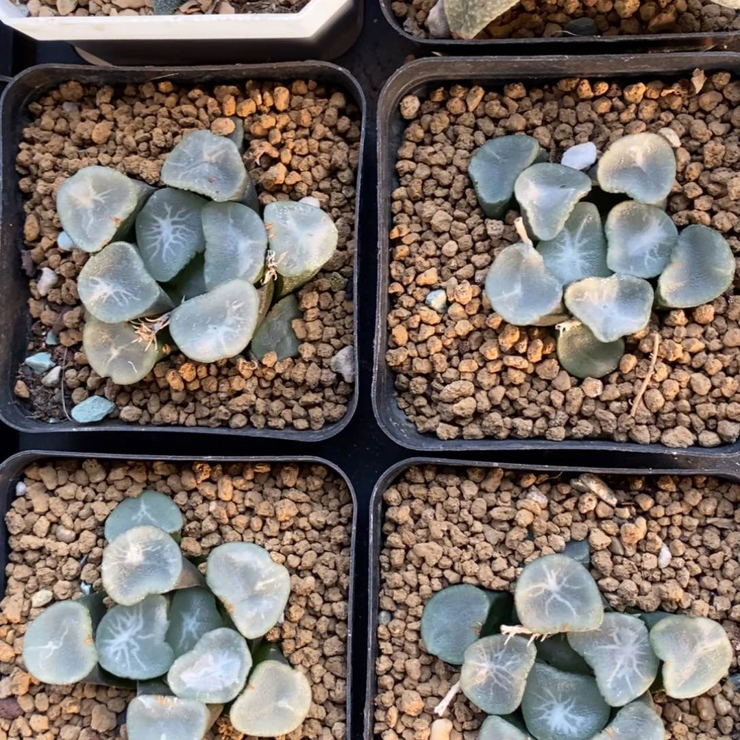 一颗大望乡万象 新年福利