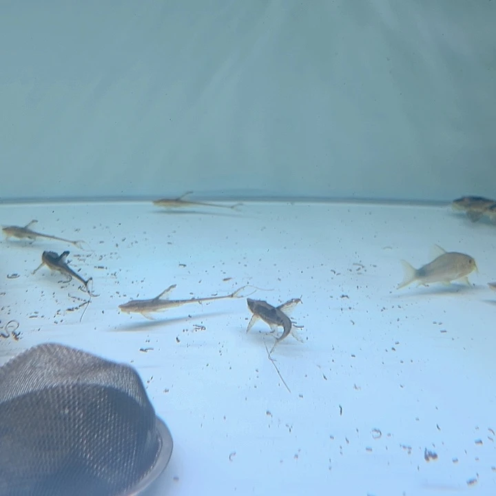 清道夫心***强皇冠直升机3条