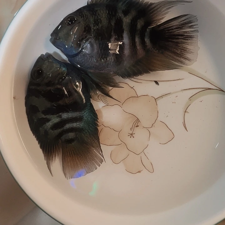 鹦鹉鱼福利迷你鹦鹉鱼一对