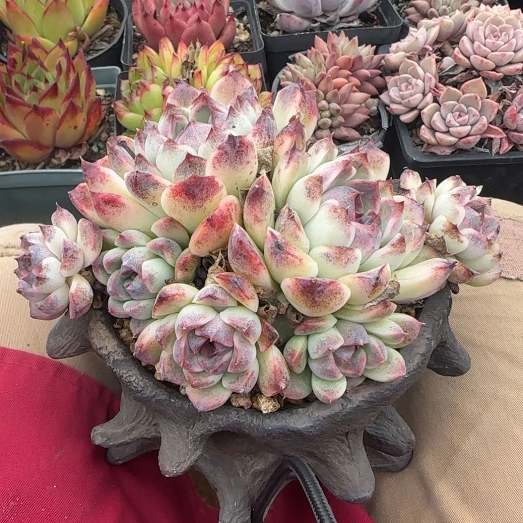 紫霞仙子群生五十包邮