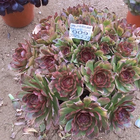 2.22-9红丝绒多肉植物