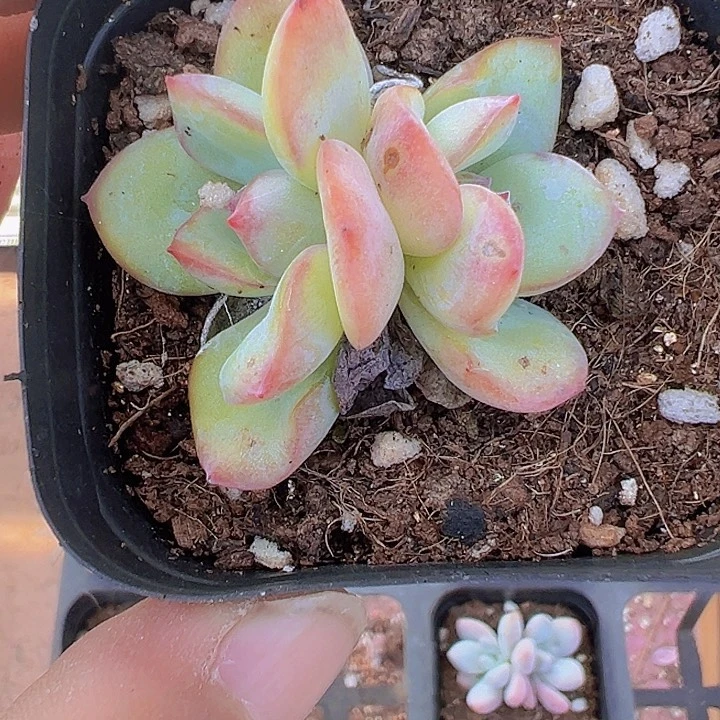 奶油泡芙精品多肉植物