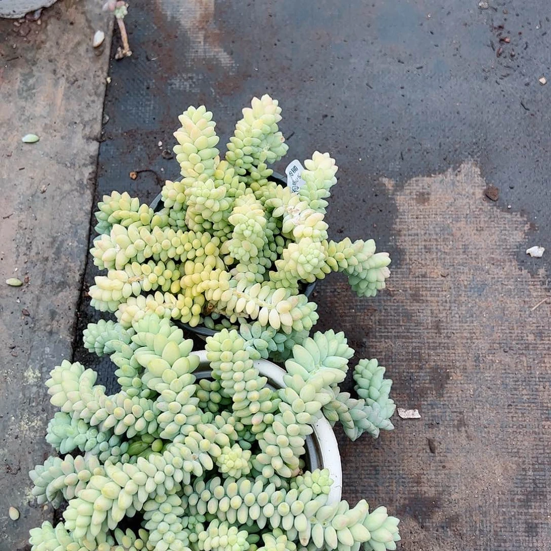 彩虹玉坠散装两盆