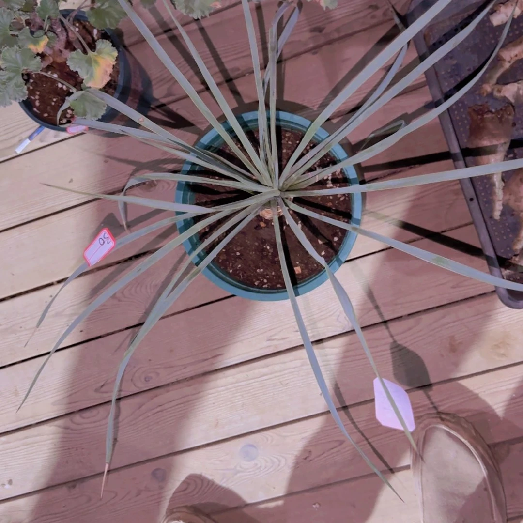 块根植物块根植物块根植物