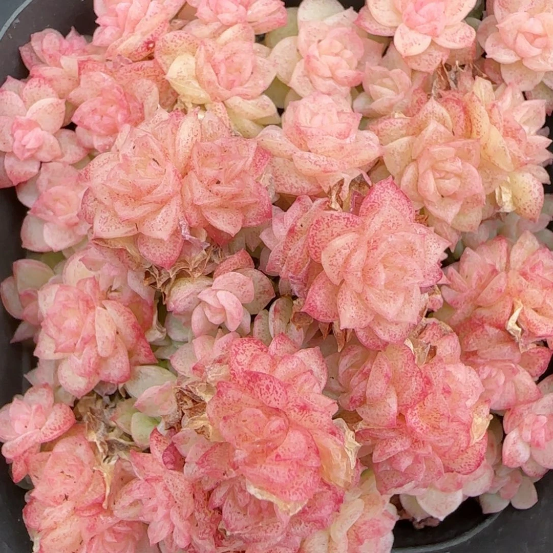 花语逸境0209-57散