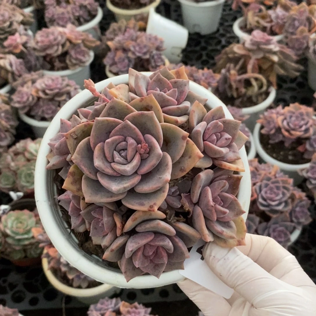 4053彩虹糖一物一拍