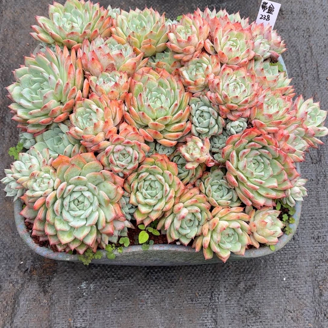 多肉植物一物一拍tp带盆