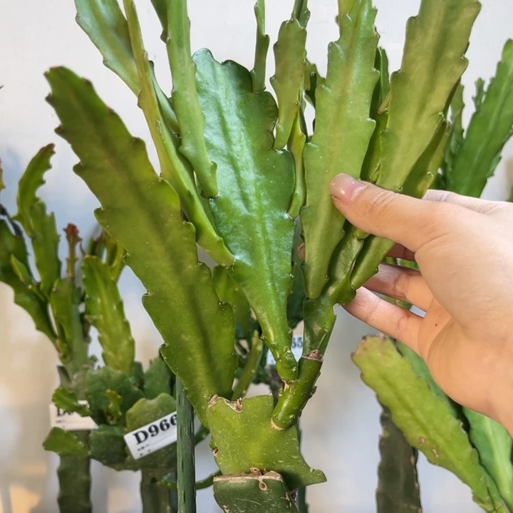 当前无花栽培后可以开花127