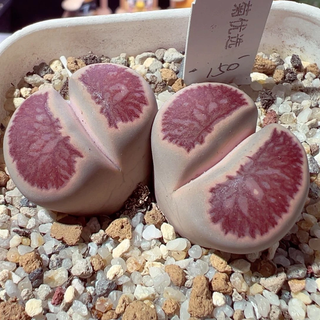 1029-829多肉多肉菊优选